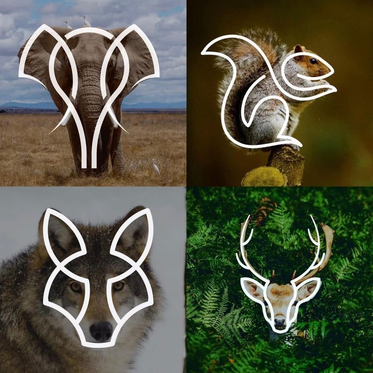 Minimal animal line logos on photographic backgrounds